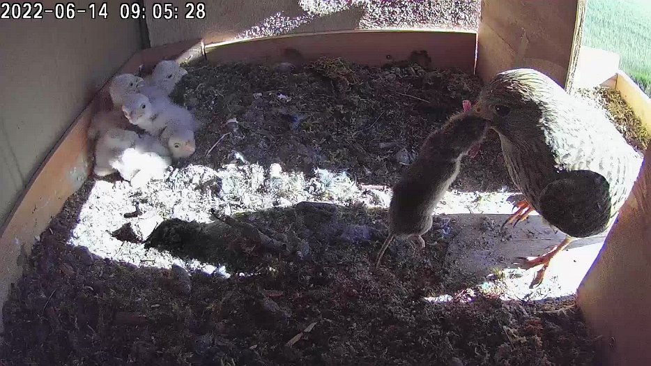 20220614 0905 090524 C100 video - 09h05 female brings mouse