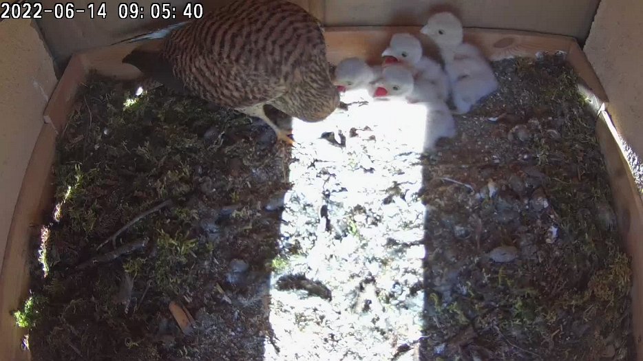 20220614 0905 090524 C200 video - 09h05 female brings mouse and feeds chicks