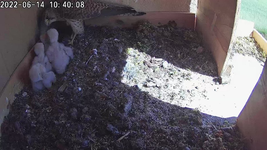 20220614 1038 103856 C100 video - 10h38 female brings vole