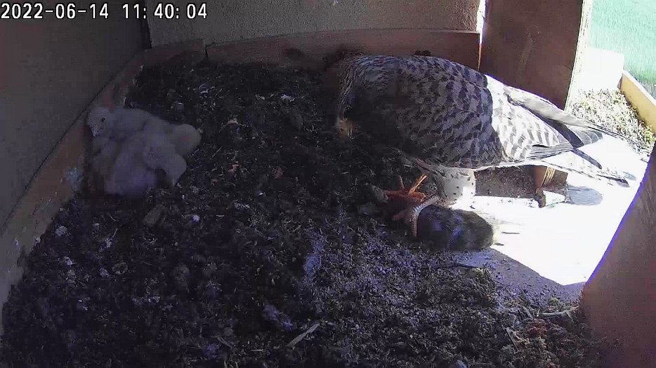 20220614 1140 114002 C100 video - 11h40 female brings mouse