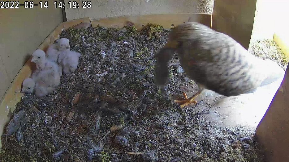 20220614 1419 141925 C100 video - 14h19 female brings vole