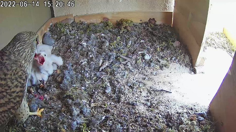 20220614 1520 152014 C100 video - 15h20 female brings mouse