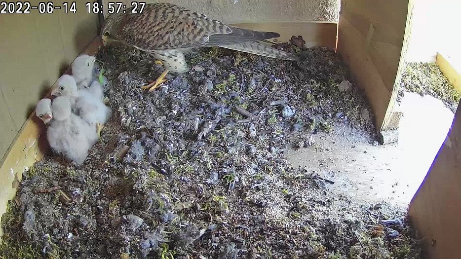 20220614 1857 185720 C100 video - 18h57 female brings a grasshopper then feeds the chicks with a stored vole