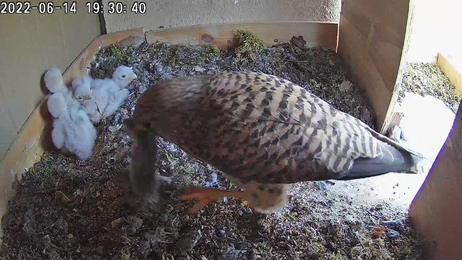 20220614 1930 193036 C100 video - 19h30 female brings a vole