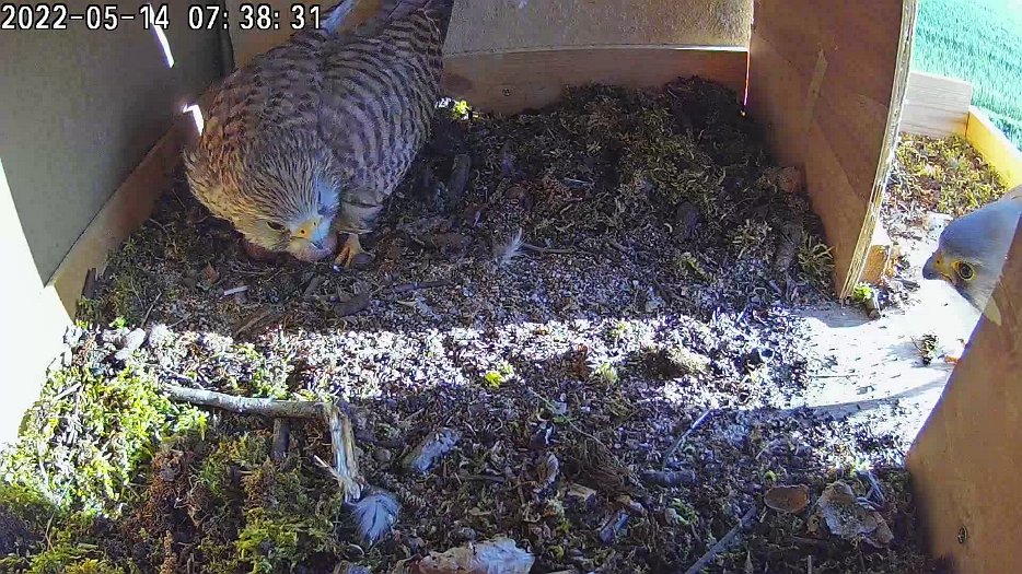 20220514 073820 C100 video - 07h38 male appears outside