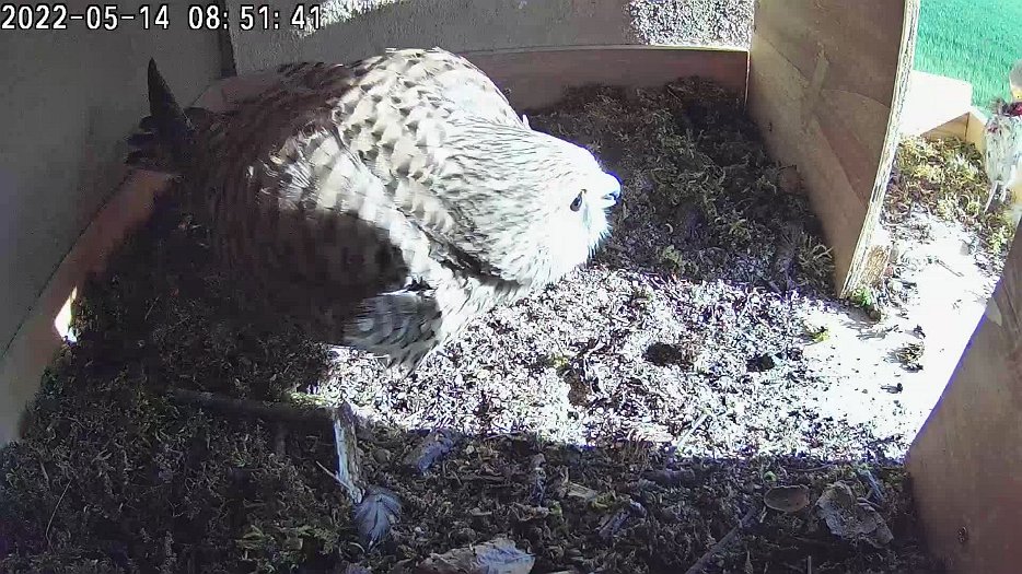 20220514 085138 C100 video -08h51 make arrives outside with a vole