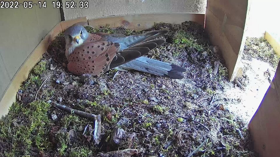 20220514 195208 C100 video - 19h52 male sits on eggs for a short time