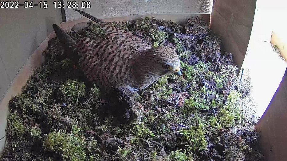 20220415 1328 1650291895175 video - 13h28 female