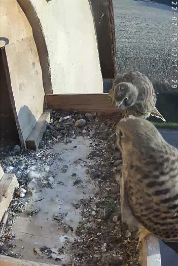 20220715 0710 071006 C310 video - 07h10 the male arrives and departs. Several different juveniles arrive and leave