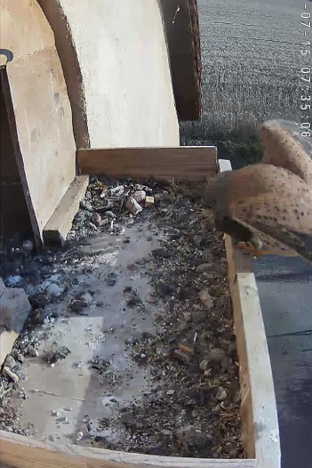 20220715 0735 073500 C310 video - 07h35 the male arrives with a mouse and the juvenile kestrels take it; another juvenile arrives