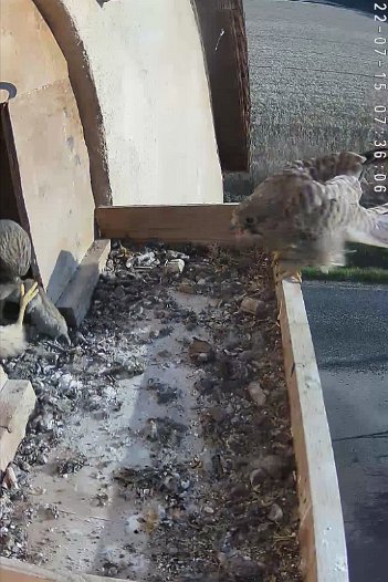 20220715 0736 073602 C310 video - 07h36 another juvenile arrives and joins in the fights