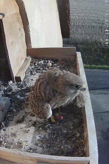 20220715 0741 074136 C310 video - 07h41 a juvenile takes some food from inside the nest