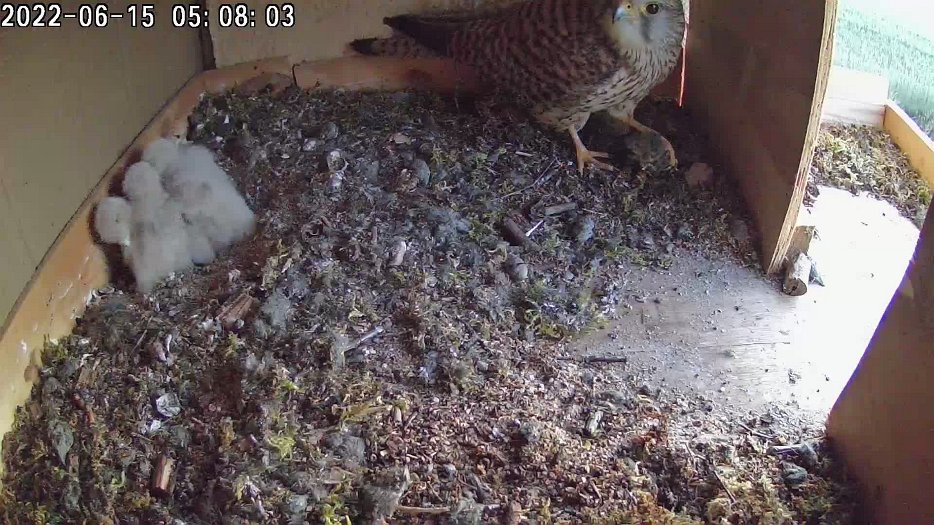 20220615 0507 050750 C100 video - 05h07 female takes carcass stored in corner to feed chicks