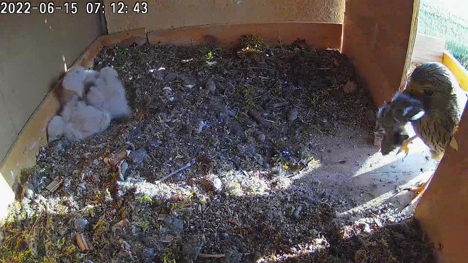 20220615 0712 071242 C100 video - 07h12 female brings vole