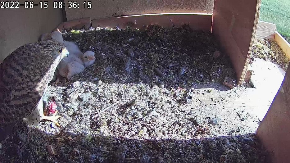 20220615 0836 083601 C100 video - 08h36 female brings mouse