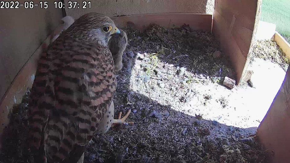 20220615 1037 103716 C100 video - 10h37 female brings with mouse but ignores with it