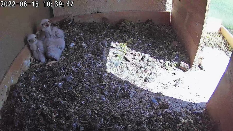 20220615 1039 103930 C100 video - 10h39 female returns with mouse but if frightened by tractor and departs
