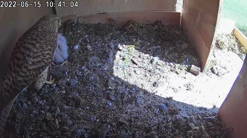 20220615 1040 104057 C100 video - 10h41 female finally returns with mouse to feed chicks