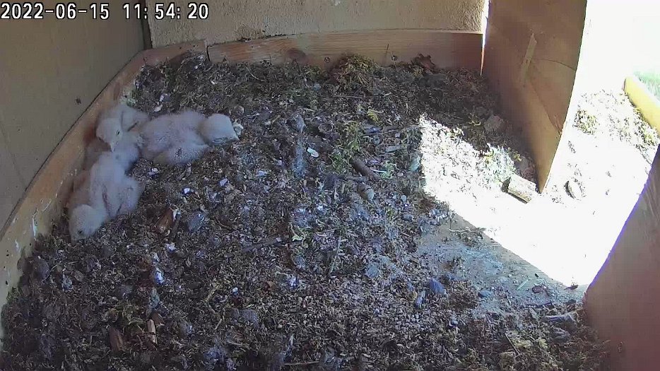 20220615 1154 115421 C100 video - 11h54 female arrives with vole to feed chicks