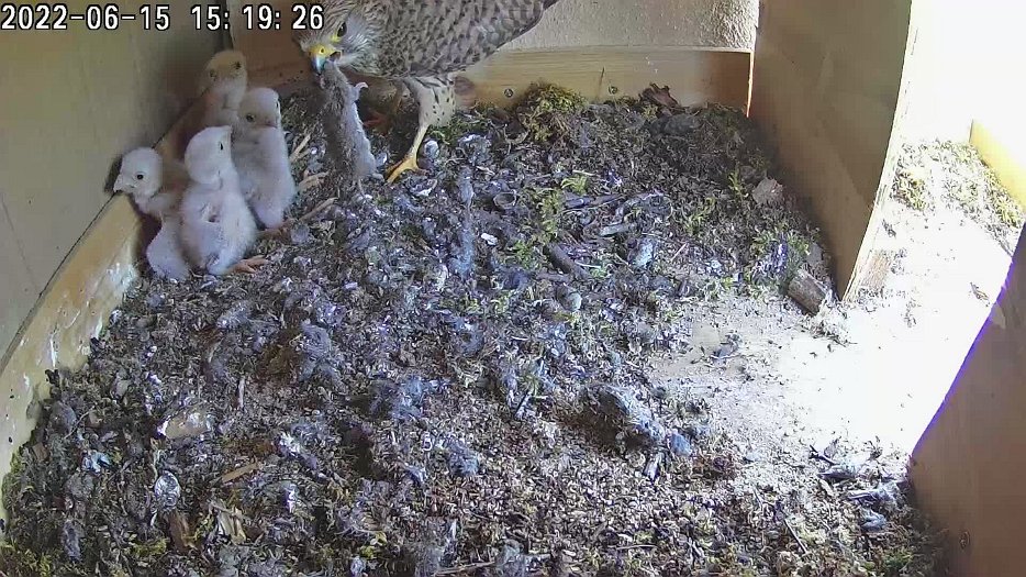 20220615 1519 151914 C100 video - 15h19 female arrives with vole