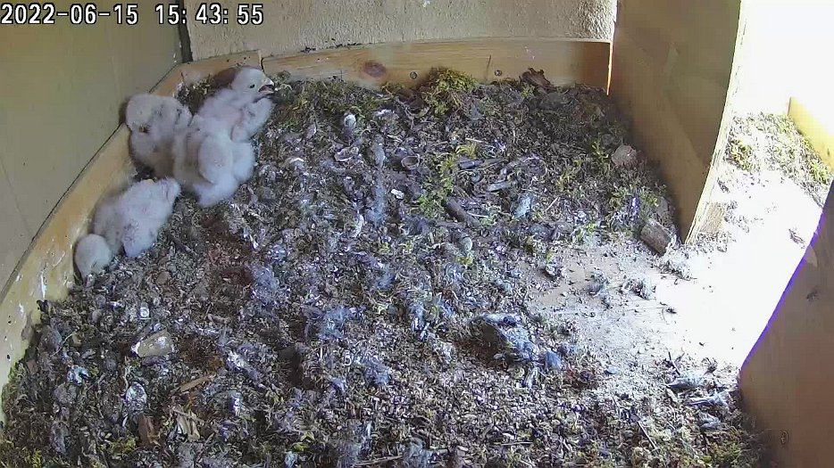 20220615 1543 154358 C100 video - 15h43 female brings another vole