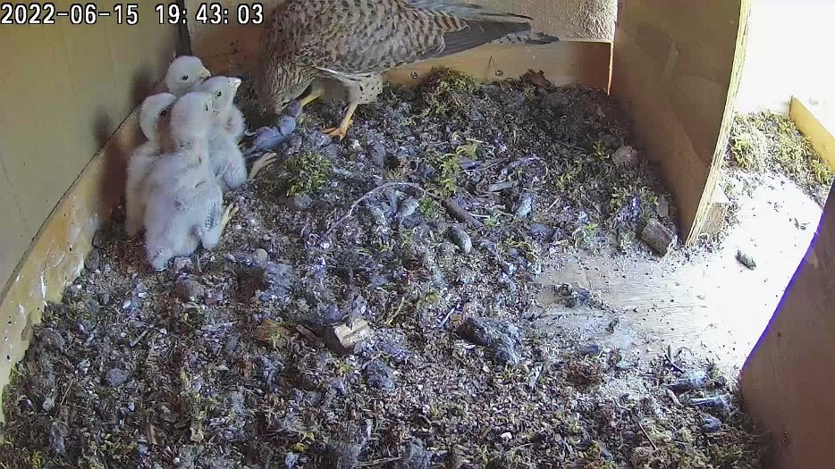 20220615 1942 194245 C100 video - 19h42 female brings a vole