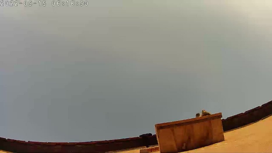 20220515 0618 1652597820320 video - 06h18 - male flying in then both fly off