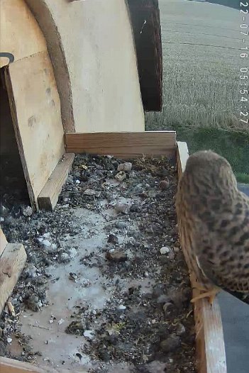 20220716 0554 055413 C310 video - 05h54 a juvenile arrives looking for food