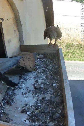 20220716 1620 162005 C310 video - 16h20 the male arrives and calls out; the female arrives; the male jumps up and knocks both off. the female returns and enters the nest; the male...