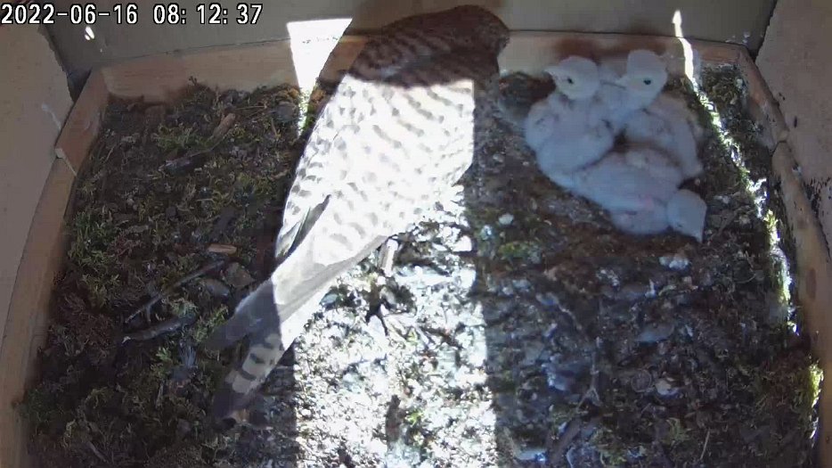 20220616 0812 081233 C200 video - 08h12 the female picks up a piece of left-over mouse to feed the chicks