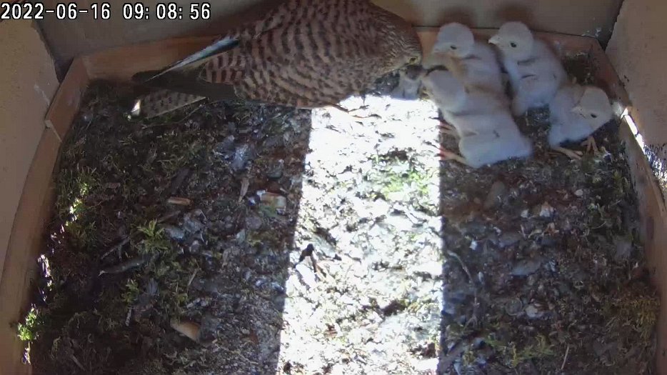 20220616 0908 090849 C200 video - 09h08 the female brings a vole but only feeds the chicks a little