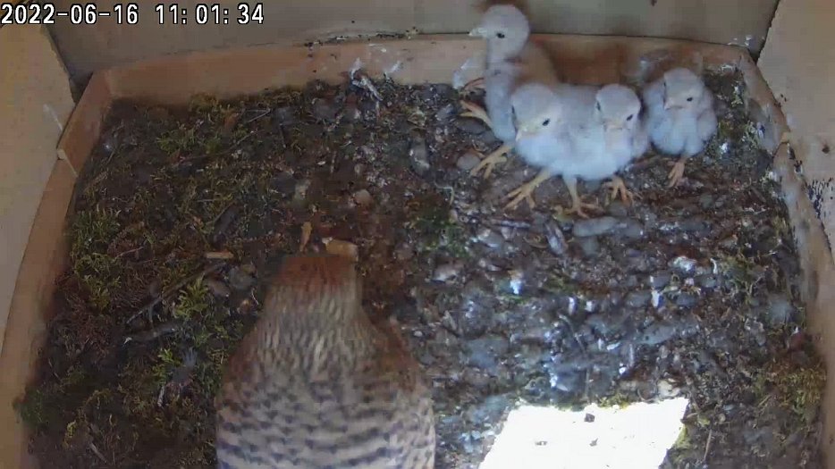 20220616 1101 110132 C200 video - 11h01 the female brings a vole and feeds the chicks