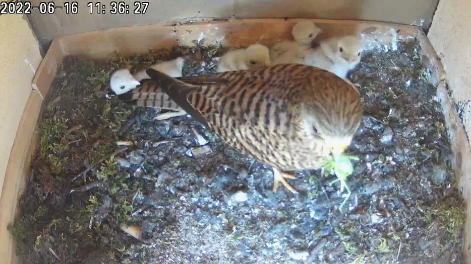 20220616 1136 113620 C200 video - 11h36 the female feeds the chicks with a grasshopper and then