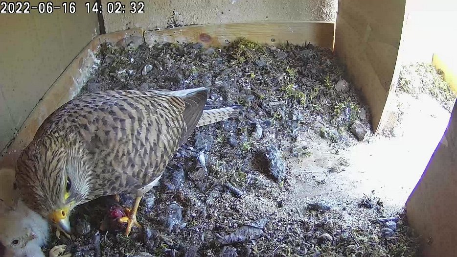 20220616 1401 140112 C100 video - 14h01 female brings a mouse