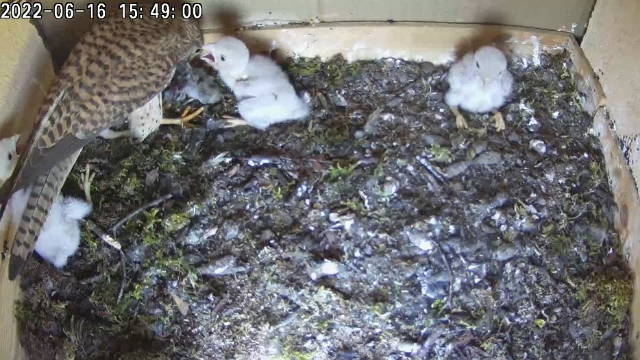 20220616 1548 154845 C200 video - 15h48 female brings a mouse