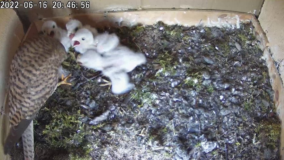 20220616 2046 204618 C200 video - 20h46 female brings a mouse