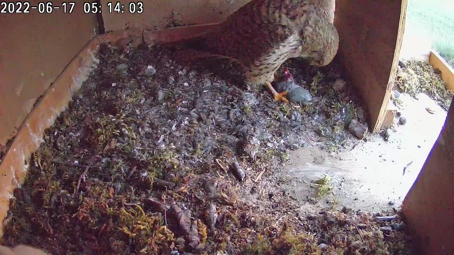 20220617 0512 051232 C100 video - 05h12 the female goes into the nest and eats some stored mouse and ...