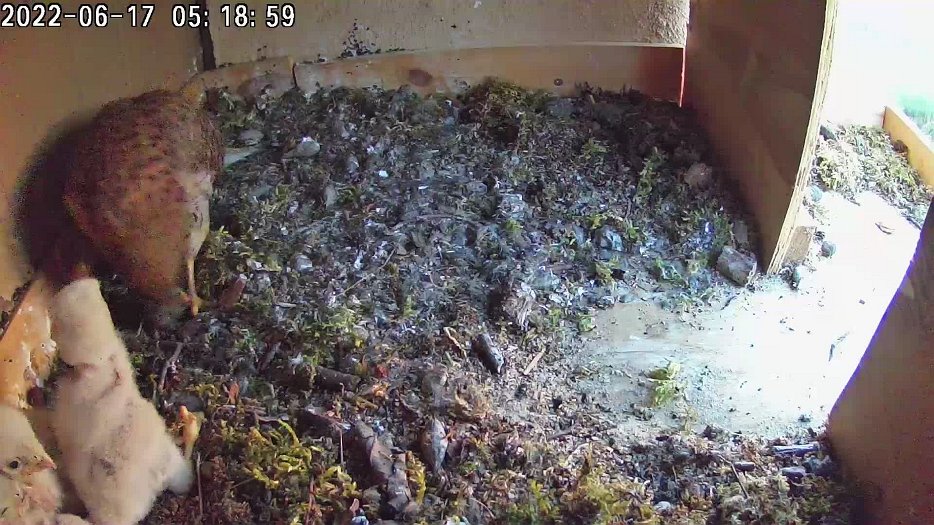 20220617 0519 051900 C100 video - 05h18 later feeds the chicks