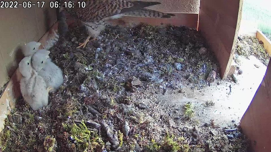 20220617 0615 061520 C100 video 06h16 the female departs and returns with a vole for the chicks