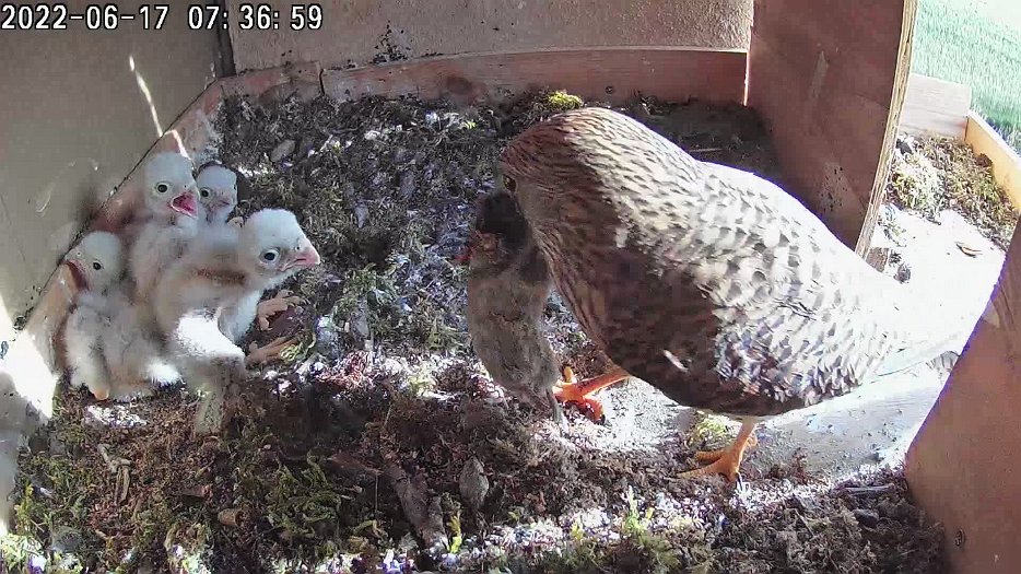 20220617 0736 073655 C100 video - 07h36 the female brings a mouse