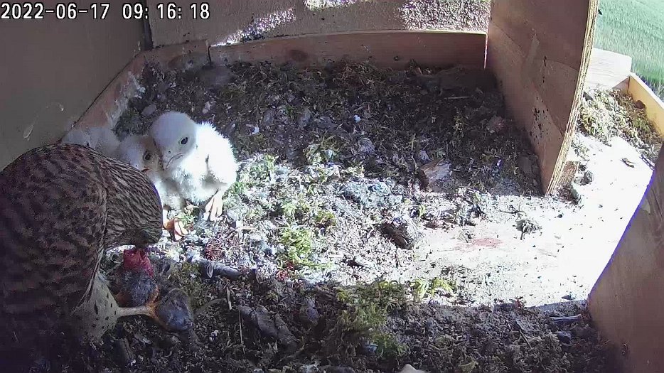 20220617 0916 091621 C100 video - 09h16 the female feeds the chicks