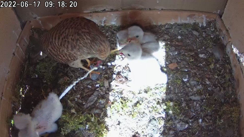 20220617 0917 091730 C200 video - 09h17 the female feeds the chicks and the chick in the corner squirts. Did it score a bullseye?
