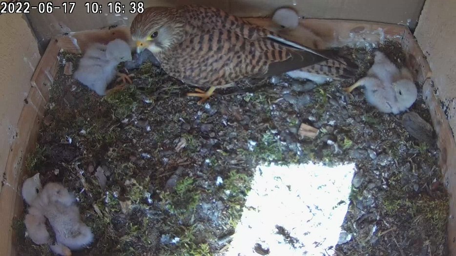20220617 1016 101620 C200 video - 10h16 the female feeds the chicks