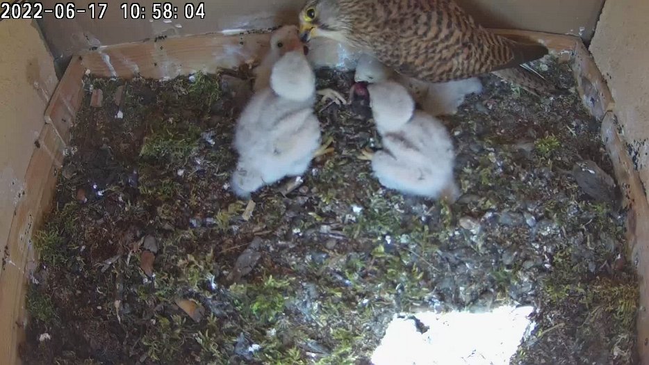 20220617 1056 105630 C200 video - 10h56 the female feeds the chicks