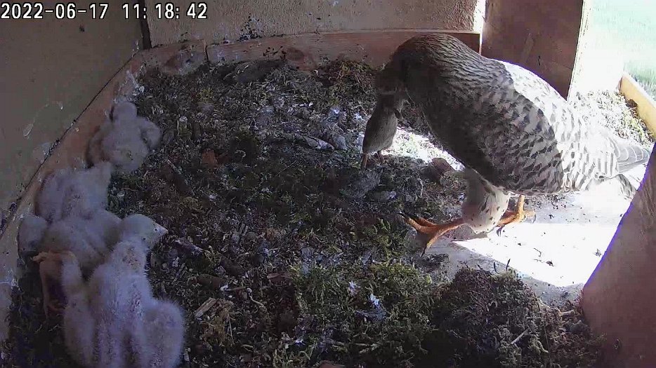 20220617 1118 111835 C100 video - 11h18 the female arrives with a vole
