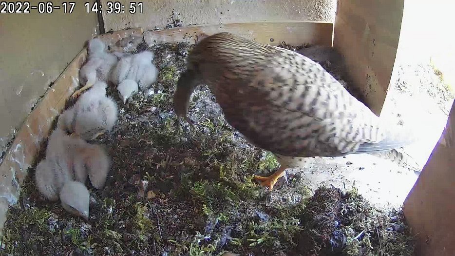 20220617 1439 143948 C100 video - 14h39 the female brings a vole