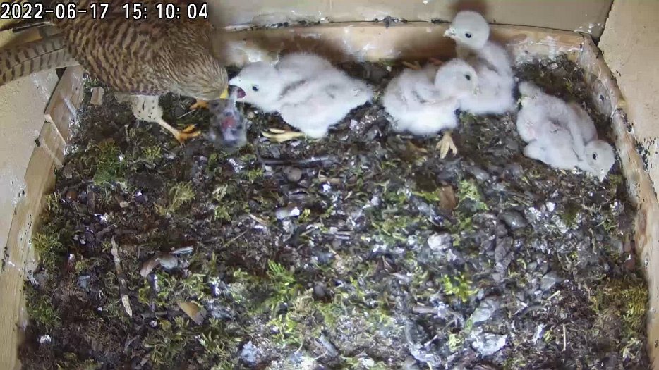 20220617 1509 150955 C200 video - 15h09 the female brings a mouse