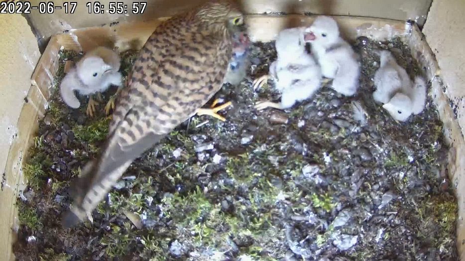 20220617 1655 165555 C200 video - 16h55 the female brings a mouse