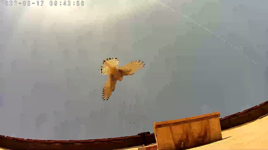 20220517 0843 16527877 C310 video - 08h43