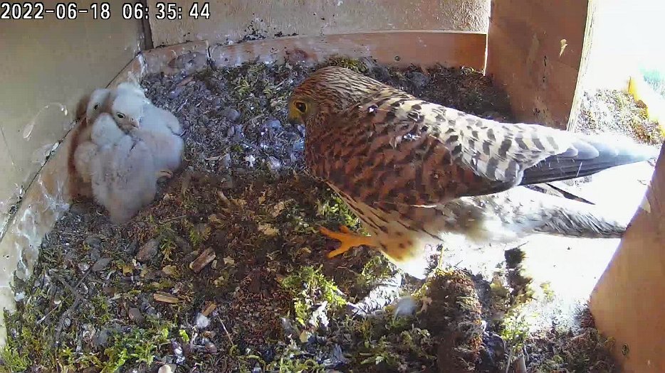 20220618 0635 063542 C100 video - 06h35 the female brings a mouse